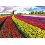 Puzzle Eurographics - Champ Tulipe Pays Bas