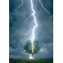 Puzzle Eurographics - Arbre Eclatant