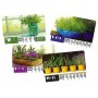 Herbaceous