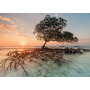 Puzzle - Red Mangrove